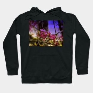 red Malus 'Radiant'  crab apple blossoms #1 Hoodie